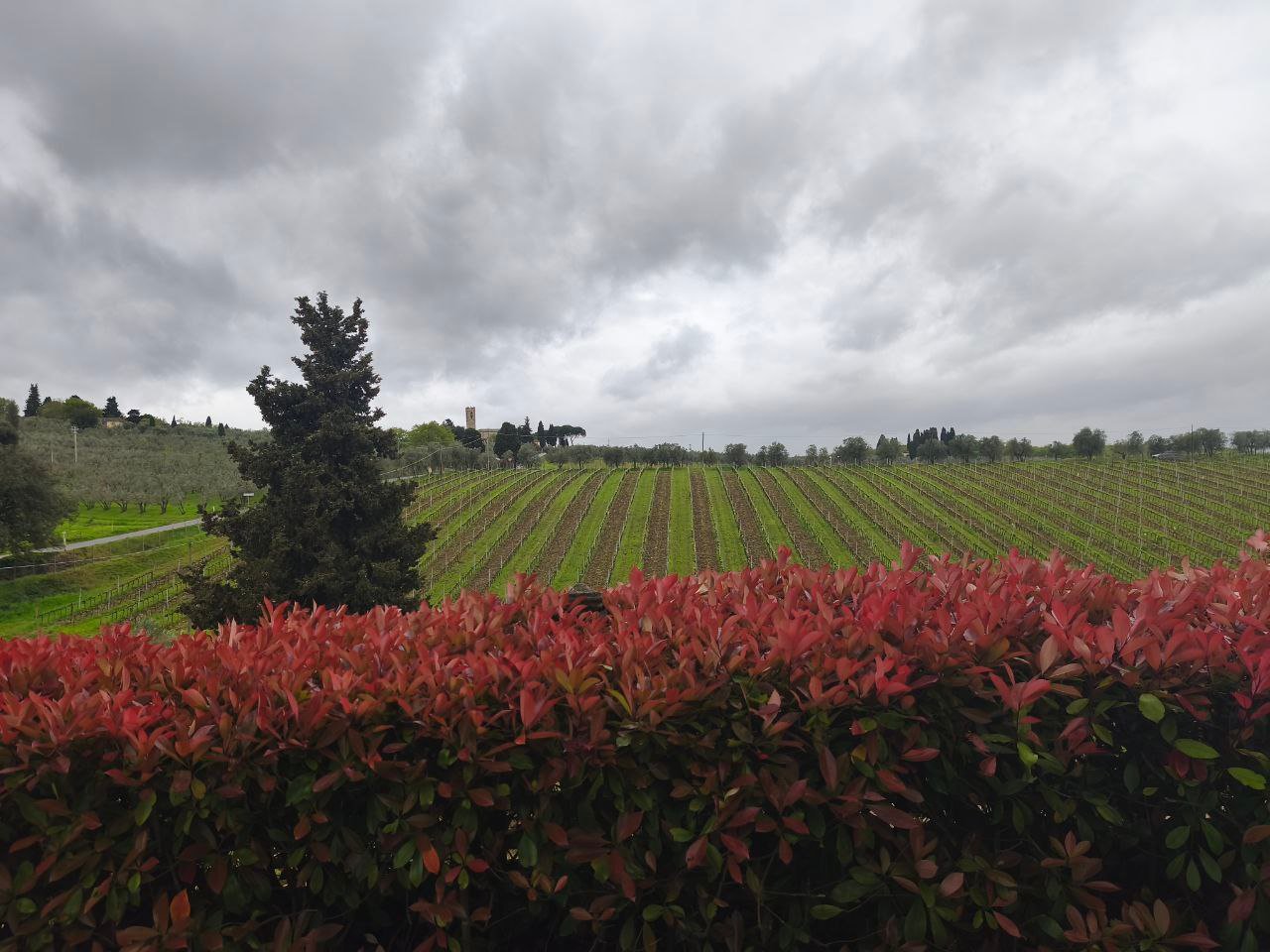 foto vigne chianti greve